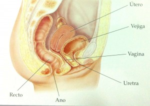 Anatomia femenina